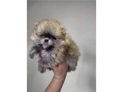 Pomeranian orange renk