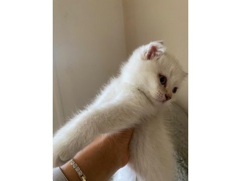 2 aylık scottish fold bebekler