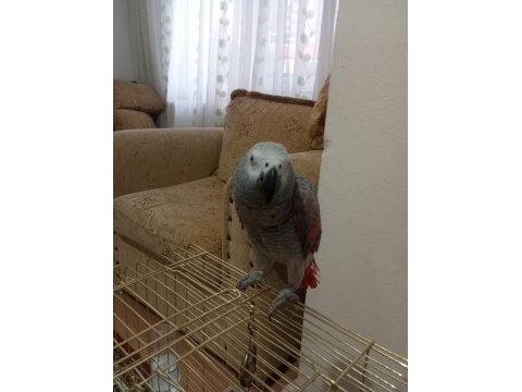 Red faktör jako papağanı