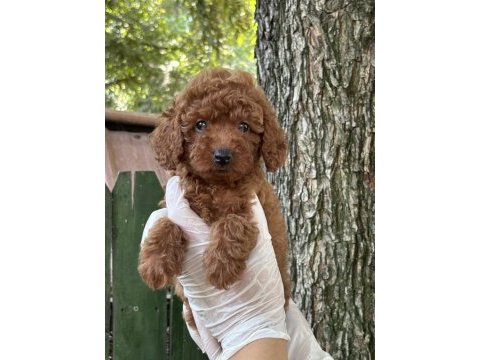 Nadir güzellikte poodle yavrular