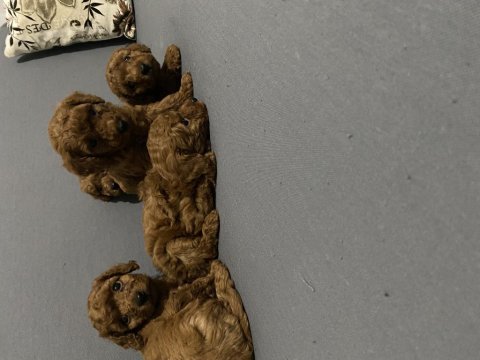 Toy poodle minikler