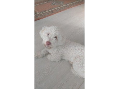 Terrier çipli köpeğimiz
