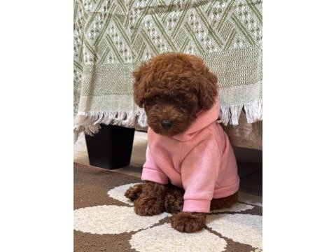 Orijinal toy poodle