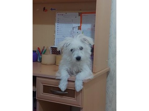 5 aylık 0 numara dişi terrier