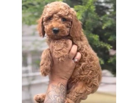A kalite sınıf poodle yavrularımız