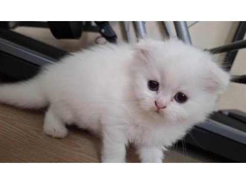 Lynx blue point british shorthair yavrular
