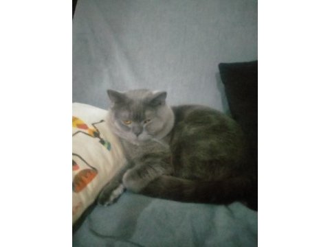 British shorthair kedisi