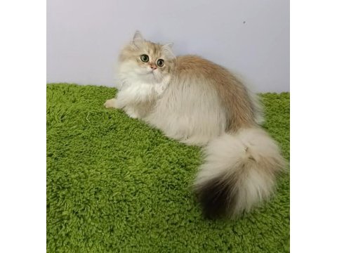 British longhair black golden sevimli cana yakın uysal