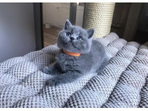 Brıtısh shorthair gri yavrularım 