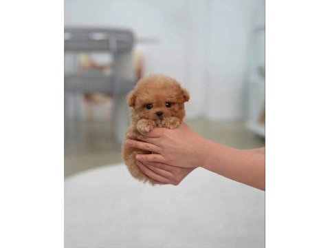 Eşsiz güzellikte maltipoo yavrusu 