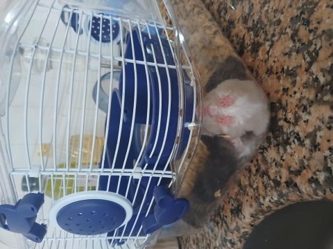 Hamster yavru 1 aylık