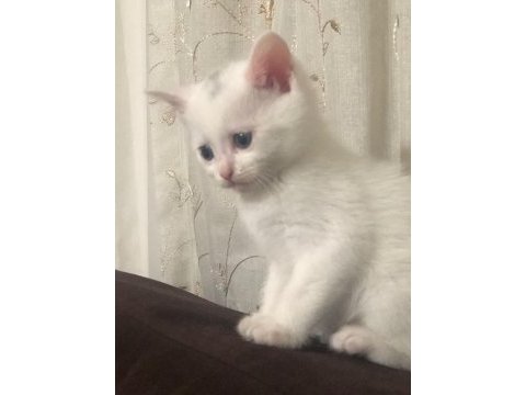 Erkek 2 aylık british shorthair