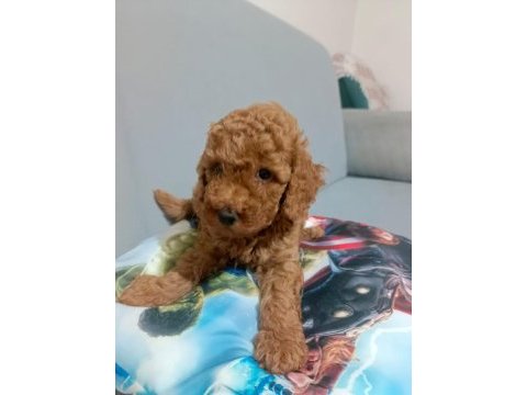 Sağlıklı poodle yavrular
