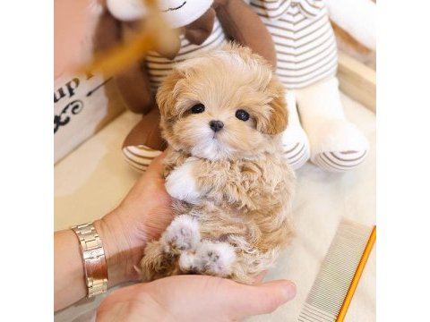 Sevımlı sevgılı dolu toy poodle bebıslerımız