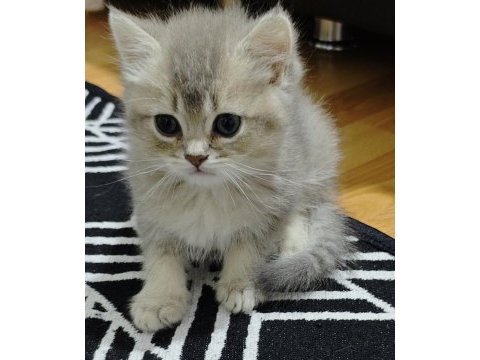 A kalite british shorthair blue golden