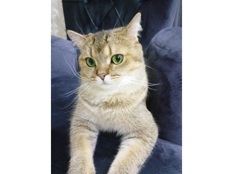 British golden tabby eğitilimli uysal 1 yaşında kedi