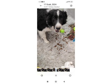 Fcı kıf şecereli mikro çipli 6 aylık aşılı border collie