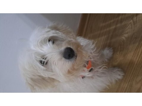 6 aylık erkek maltipoo teacup