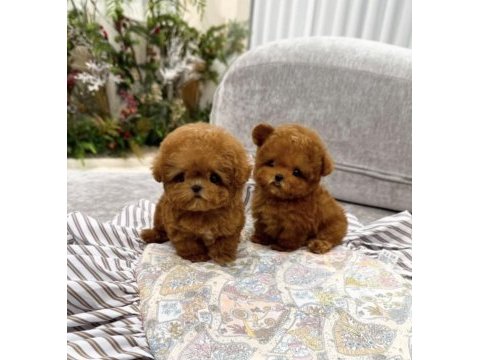 Yeni kore teacup poodle yavrularımız