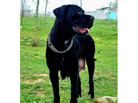 Anneden de babadan da dünya şampiyonu cane corso torunları