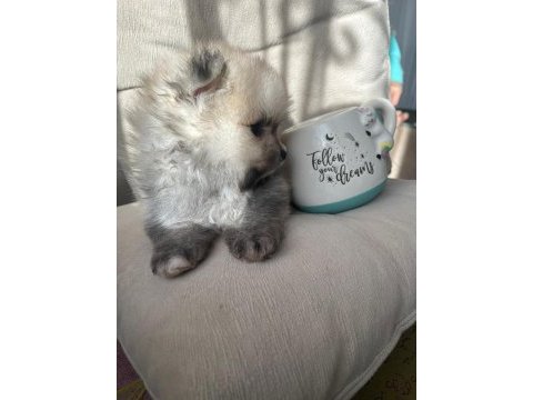 Orjinal ayı suratlı pomeranian yavruları