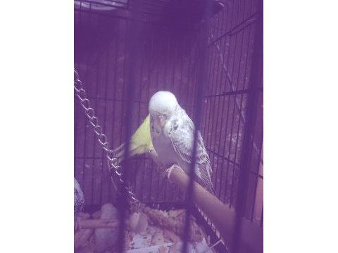 Maşallah show jumbo muhabbet kuşu damızlık ve yavrular