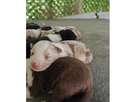 4 aralık doğumlu afacan border collie