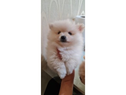 Bu güzelliklerde benden gelsin pomeranian