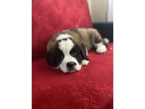 Üst düzey saint bernard yavrular