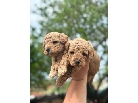 İkiz köpeklerimizden son kalan erkek poodle miz