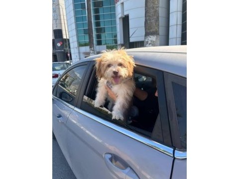 Bakamadığım için köpeğimi veriyorum