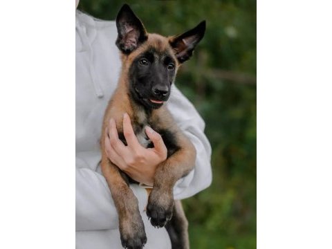 Belçika malinois @ppuppypawbodrum