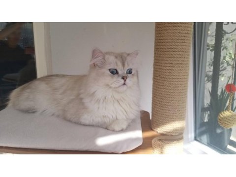 Ev kedisi british longhair erkek okyanus göz