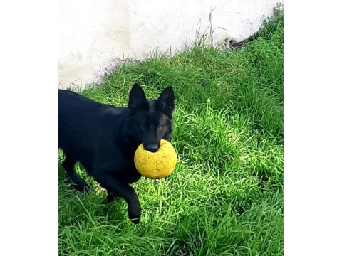 7 aylık siyah alman çoban köpeği (black solid)