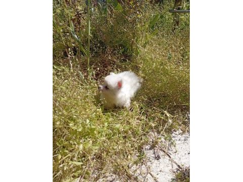Kar topları köpekler yeni yuvalarına gitmeye hazırlar