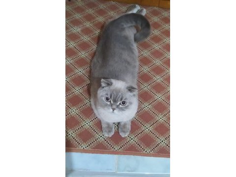 Yakışıklı british shorthair oğlumuzu sahiplendiriyoruz