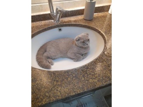 Scottish fold dişi yavru