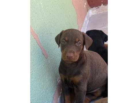 Üretim çiftliğinden doberman yavrular