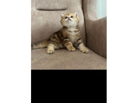 British shorthair golden ve point yavru