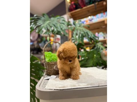 Littlepaws farkıyla orjinal toy poodle apricot