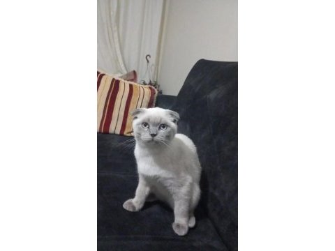 Cins kedimiz 4 aylık erkek scottish fold