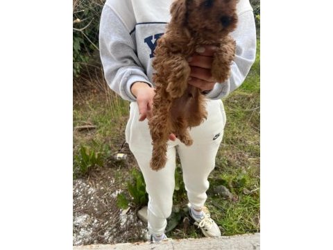 Kore poodle erkek çocuk