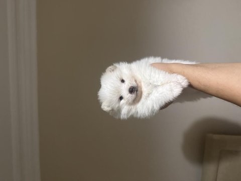 Sahiplendirme pomerian boo