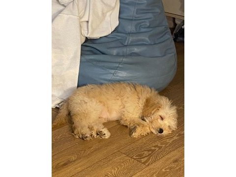Toy poodle 6 aylık bütün aşıları yapılmış durumda
