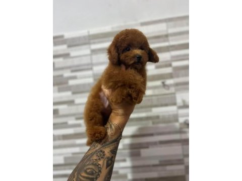 Mini boy  kore kan tıy poodle yavruları
