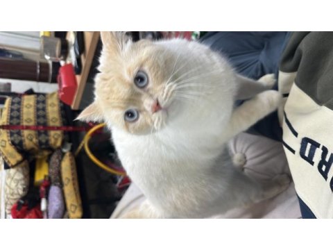 Beyaz gözlü erkek british shorthair