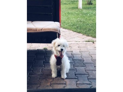 Terrier evcil köpek