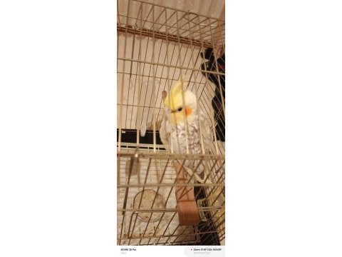 2.5 aylık sultan papağanı