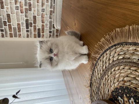 Yavru british longhair