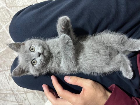 British shorthair 2 aylık dişi yavru